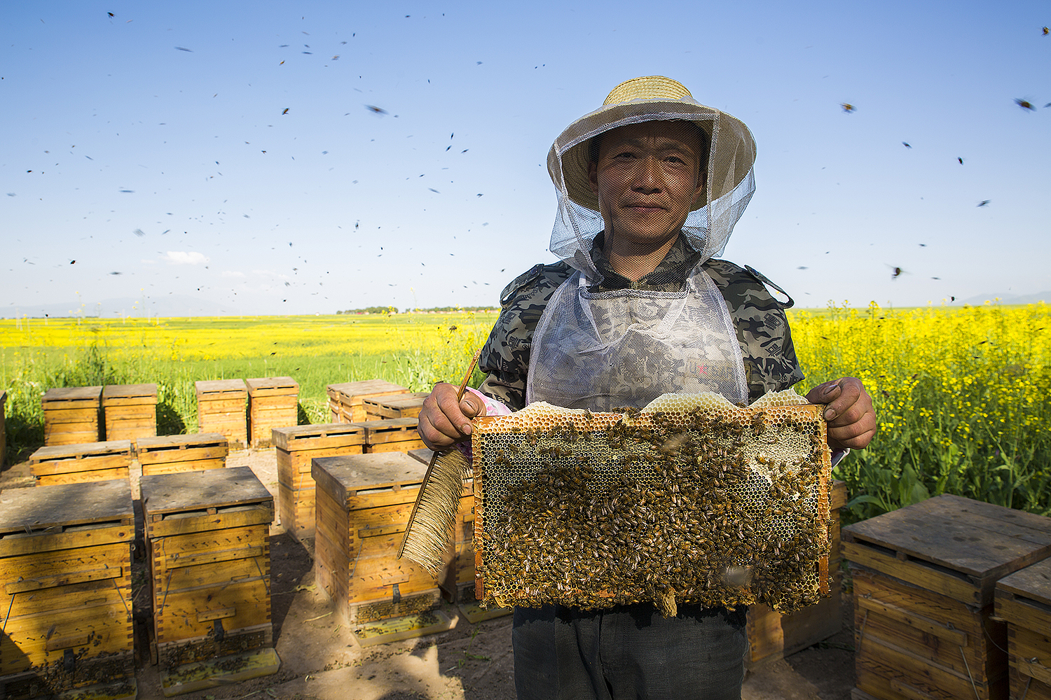 世界蜜蜂日：联合国彰显保护大自然甜蜜使者不可替代的重要作用
