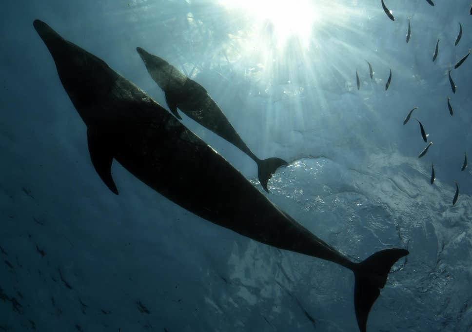 毛里求斯东南海域附近海岸出现27具瓜头鲸尸体