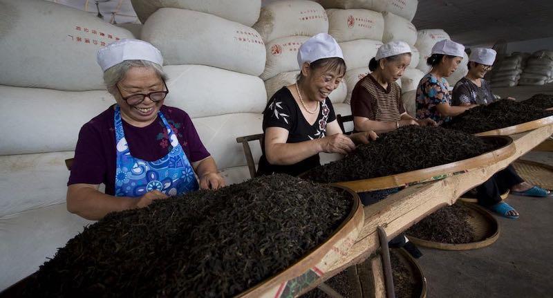 万里长城千年茶路生命之茶“饮”领健康安化黑茶历史文化推介会在长城脚下举行